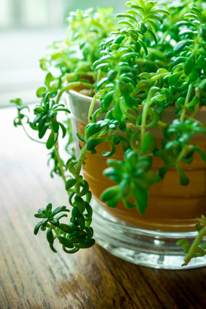 Ornamental trees in pot on wood background.の写真素材