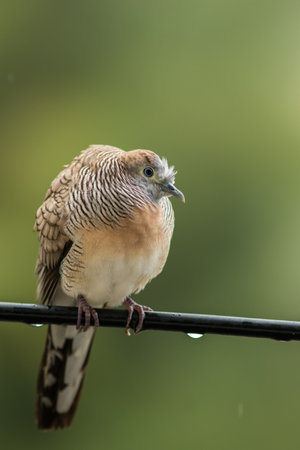 A bird on the wires in the urban.の写真素材