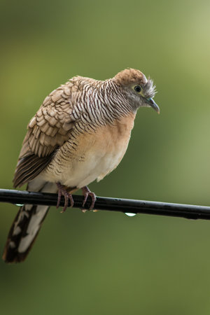 A bird on the wires in the urban.の写真素材