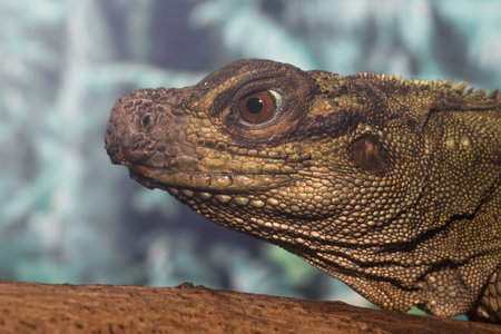 The green iguana in the zoo.の写真素材