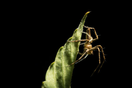 The little spider live in the garden.の写真素材