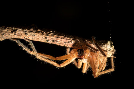 The little spider live in the garden.の写真素材