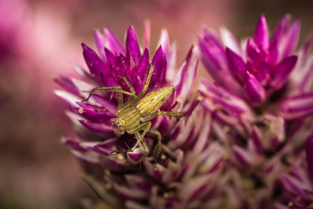 The little spider live in the garden.