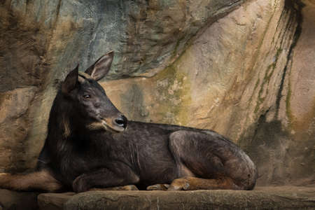 The serow in the zoo , Thailandの写真素材
