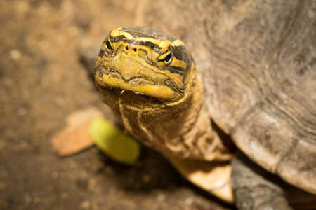 Turtle living near a little pond.の写真素材