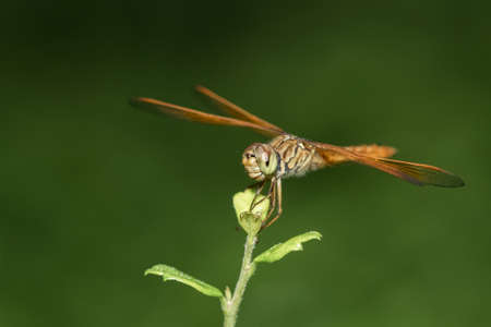 Little dragonfly in the backyard.の写真素材