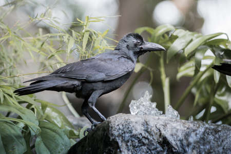 The Large-billed crow live in the park.の写真素材