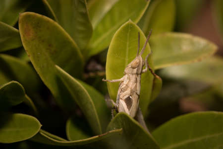 Close up of  a little grasshopper on tree in the garden.の写真素材