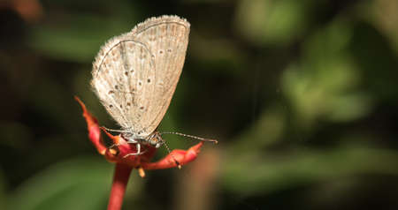 The small butterfly in the garden.の写真素材