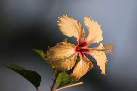 The beautiful of flowers in the garden, selective focus point