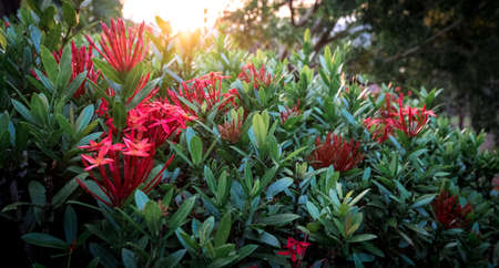 The beautiful of flowers in the garden, selective focus pointの写真素材