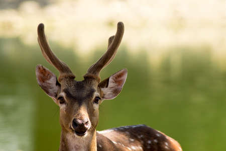 The deer live in the open zoo, Thailandの写真素材