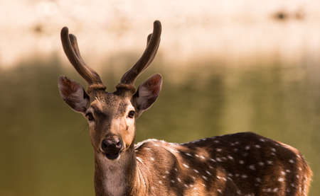 The deer live in the open zoo, Thailandの写真素材
