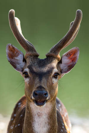 The deer live in the open zoo, Thailandの写真素材