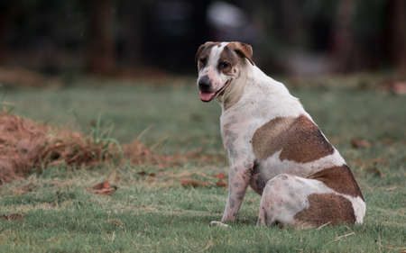Stray dog live in the park.の写真素材