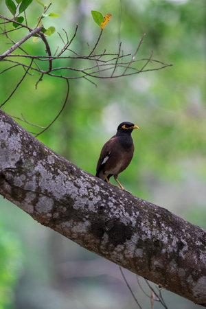 The common myna perched on the big tree in the park.の写真素材