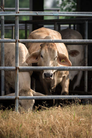 Close up of beef cattle on a farm.の写真素材