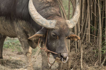 Close up of a young water buffalo on a farm in Thailandの写真素材