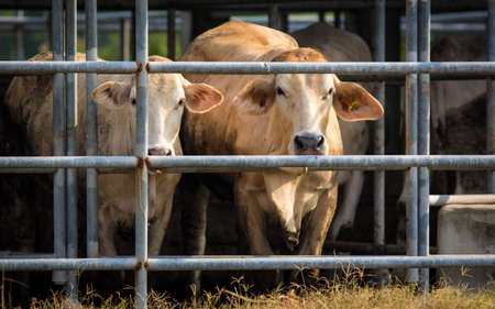 Close up of beef cattle on a farm.の写真素材