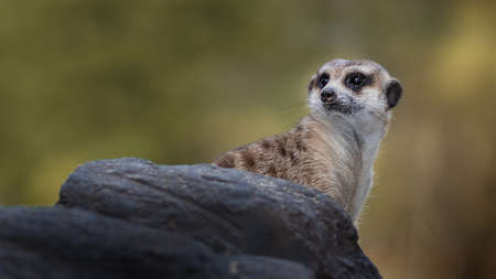 Meerkat or Suricate in the zoo , Thailandの写真素材