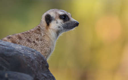 Meerkat or Suricate in the zoo , Thailandの写真素材