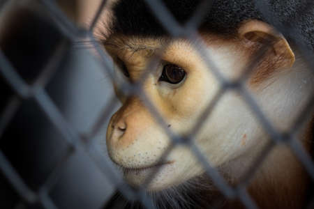 The red-shanked douc is a species of Old World monkey, among the most colourful of all primatesの写真素材