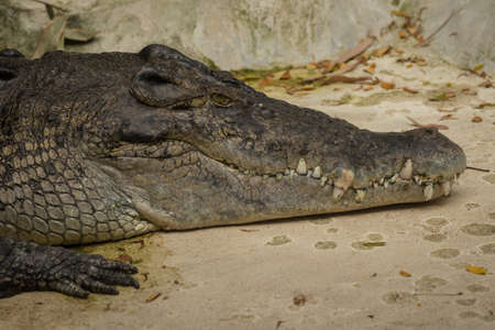 Big crocodile in a farm, Thailand.の写真素材