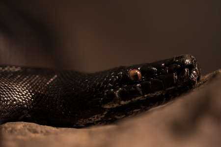 Snake live in showcase in zoo , Thailand