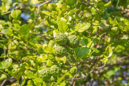 Bergamot on the plantの写真素材