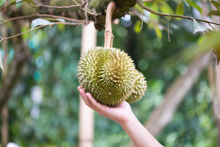 Durian on the tree