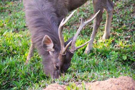 Wild Deer in the gardenの写真素材