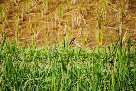 Birds on the rice in the fieldの写真素材