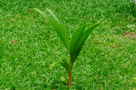 A small coconut on the grass fieldの写真素材