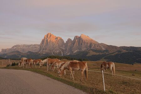 Horses are nibbling grass in the evening with Langkofel group backgroundの写真素材