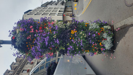 Colorful flowers in the streets of New York City.の写真素材