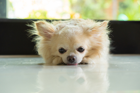Blonde Chihuahua dog lie on the floor in the afternoon with a tonge outの写真素材
