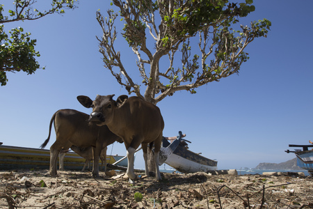 Tropical sandy beach with buildings and boats in a sea. Gili Trawangan, Indonesiaの写真素材
