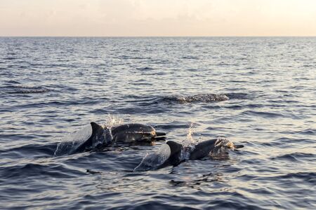 Lovina Beach, Bali, known as dolphin beach as it can been seen naturally using boat.の写真素材