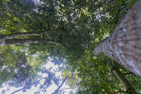 Green view of nature in deep rain forest.