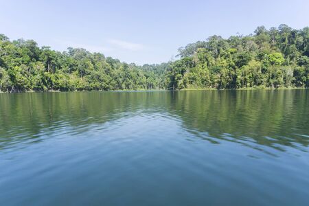 Green view of nature in deep rain forest.