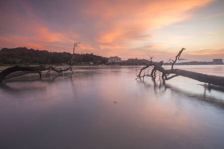 Amazing Sunrise over dead tree at coastal beach.の写真素材