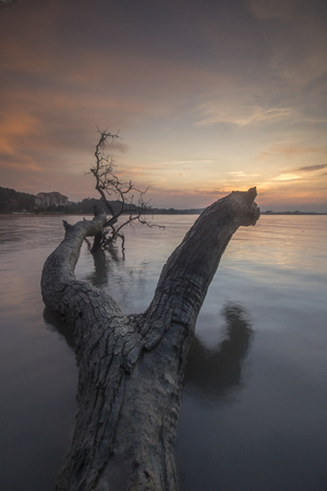 Amazing Sunrise over dead tree at coastal beach.の写真素材