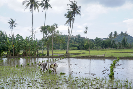 Farmer in the paddy field, Lombok, Indonesiaのeditorial素材