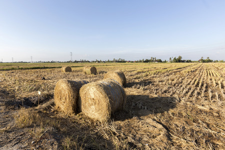 Hay Rolls at the paddy field  during late afternoon.