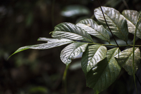 Deep rain forest nature. Flora and fauna