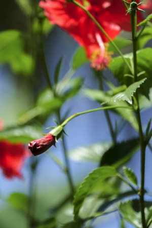 Green Leaves on blur background.の写真素材
