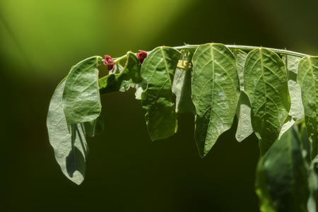 Green Leaves on blur background.