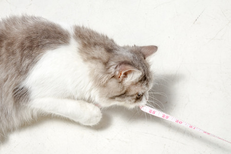 Cat with measuring tape. Cat diet conceptの写真素材