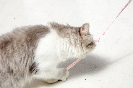 Cat with measuring tape. Cat diet conceptの写真素材
