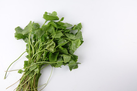 Pennywort also known as Pegaga. The health benefits of pennywort is memory, circulation and skin conditions, nervous system and immune system.の写真素材